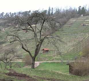 Unterjesinger Wengertwegle