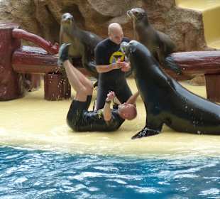 Seelöwen machen richtig Action