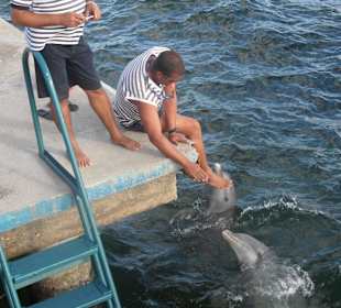 Bei den Delfinen