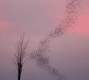 Fledermausschwarm