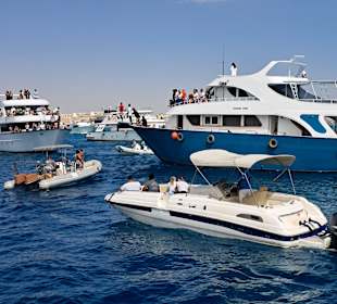 Delfin Tour Hurghada
