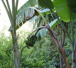 Botanischer Park Kreta 