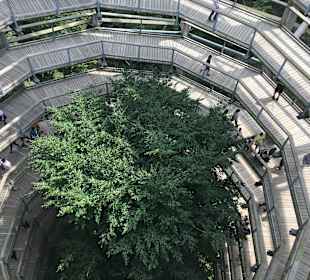 Baumwipfelpfad Rügen