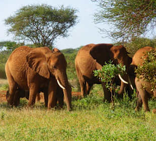 Tsavo