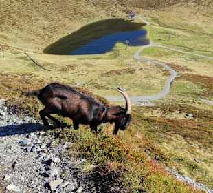 Wandern Saalbach-Hinterglemm