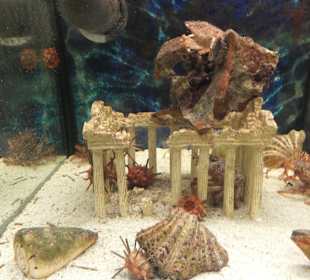 Old Town Aquarium, Rhodos