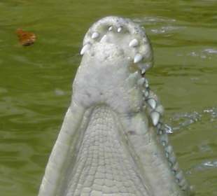 Ein Fall für den Zahnarzt?