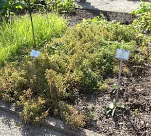 Botanischer Garten München