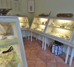Rundgang durch das Muschelmuseum Wremen