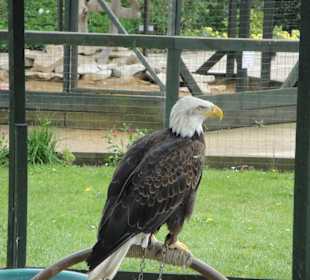 Orzel.