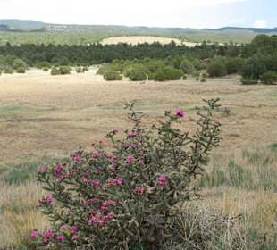 Landschaft im Pecos Historical Park