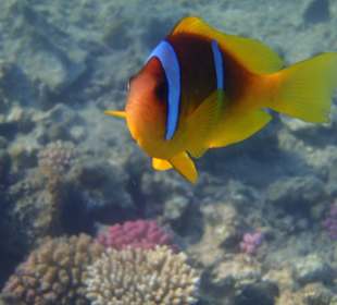 "Nemo"