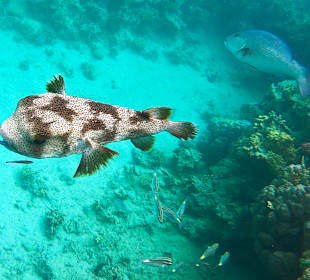 Schnorcheln Marsa Alam