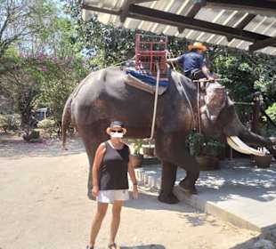 Elephant Nr.2
