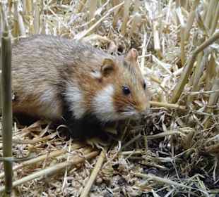 Abteilung "Feld und Flur" im Naturkundemuseum