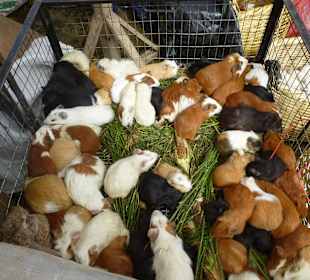 Tierhandel auf dem Markt