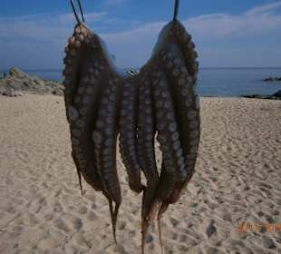 Die schwimmen da draußen