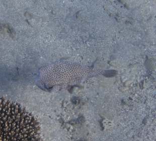 Schnorcheln Brayka Bay Marsa Alam