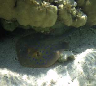 Blaupunktrochen am Hotelstrand