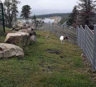 Oben auf dem Wurmberg