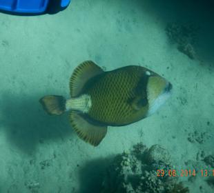 Ausflug nach Dabab-Riesendrückerfisch