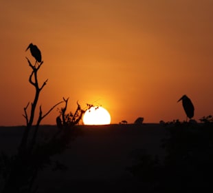 So kann ein Tag in der Mara beginnen