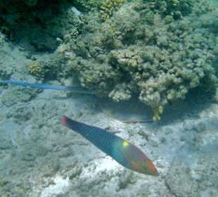 Beim Schnorcheln - Blaupunktrochen.