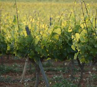 Wandern Castellet