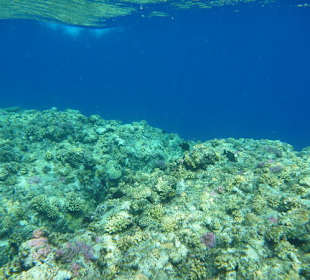 Über Riffkante am Carnelia Beach Resort