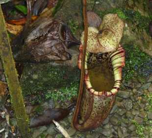 Kannenpflanzen im Kinabalu Nationalpark