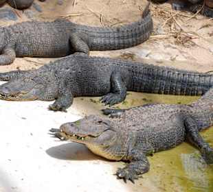 Krokodile