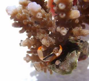 Случайность