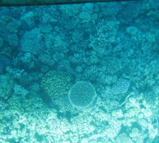 Blick durch den Glasboden auf das Riff