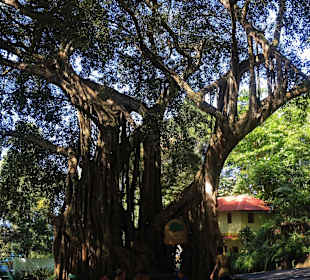 Vegetation im Naturpark