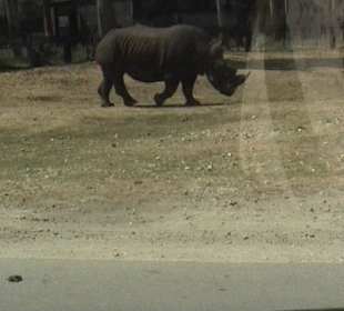 Nasshorn überquert die Strasse