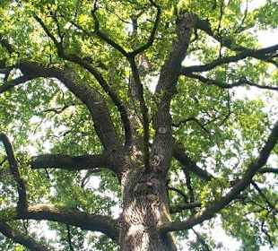 Stare drzewa w parku