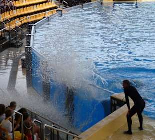 Orca Show