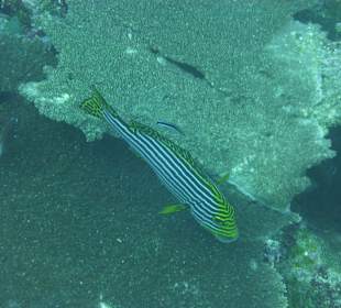 Fisch