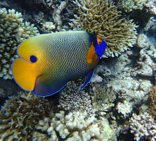 Fisch mit Maske