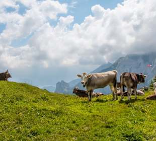 Braunvieh am Breitenberg