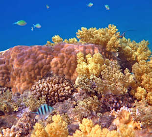 Schnorcheln am Hausriff