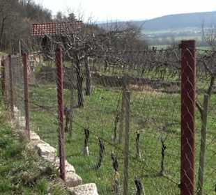 Hirschauer Spitzbergwegle (Premiumspazierwanderweg