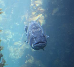 Monterey Bay Aquarium 