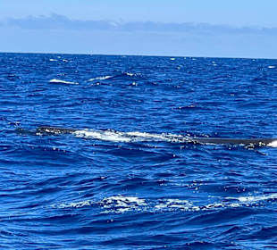 Mauritius Deutschsprachige Touren