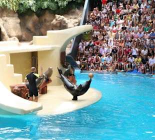 Ausflug nach Loro Parque
