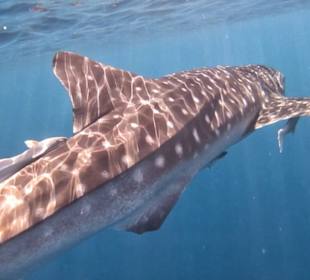 Simsim Dezember 2019