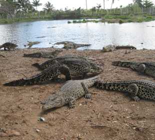 Krokodilfarm in der Schweinebucht