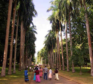 Botanischer Garten von Peradeniya