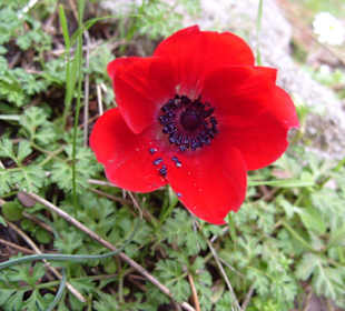 Seleukia, die antike Ruinenstadt bei Side