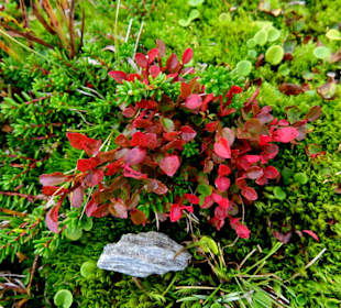 Heidelbeerpflanze im Herbstkleid